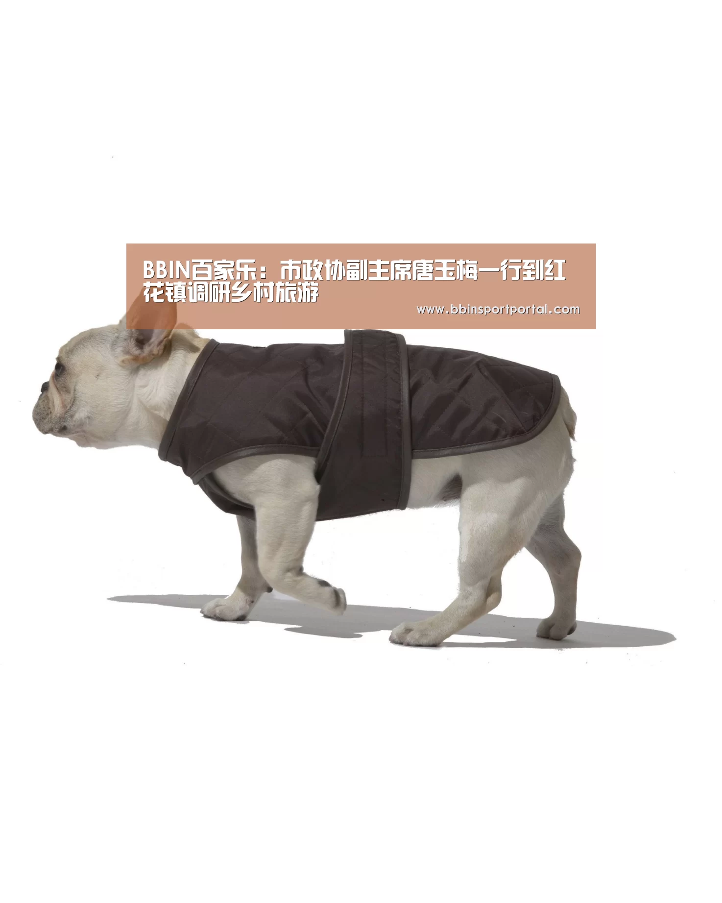BBIN百家乐:市政协副主席唐玉梅一行到红花镇调研乡村旅游(图1) BBIN入口